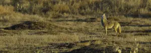 motion decoys for coyote