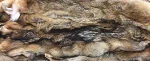 coyote pelts