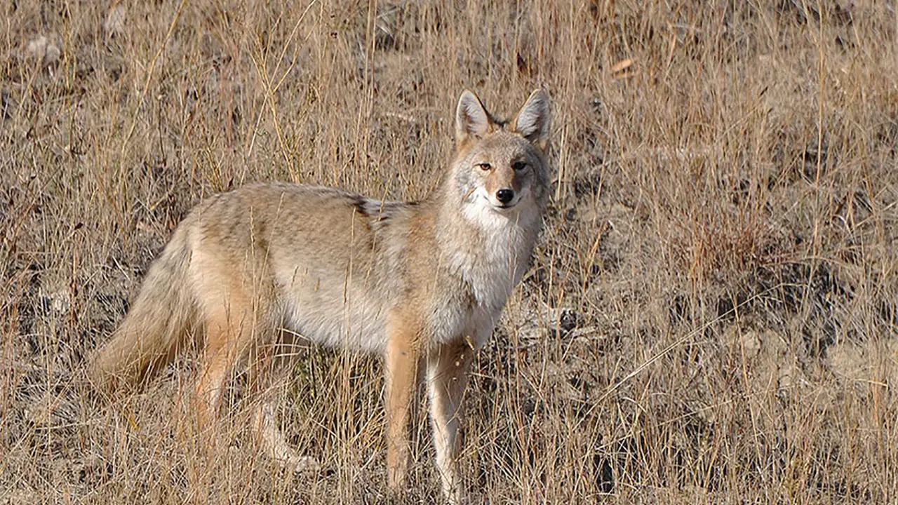 Coyote Hunting Tips For Beginners