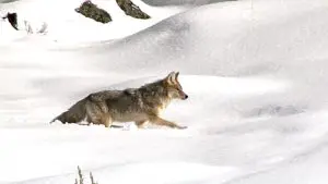 Spring Coyote Calling Deep Snow