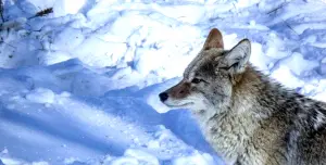 Latest Coyote Hunting News