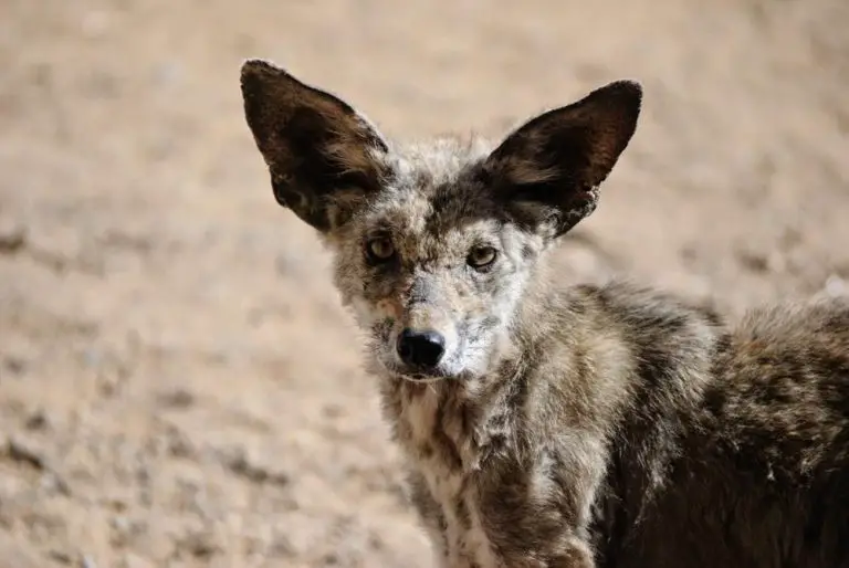 Coyote with Mange