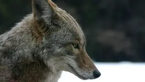 best coyote bait