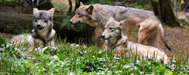Info about the Coyote Pack