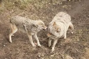 pack coyotes