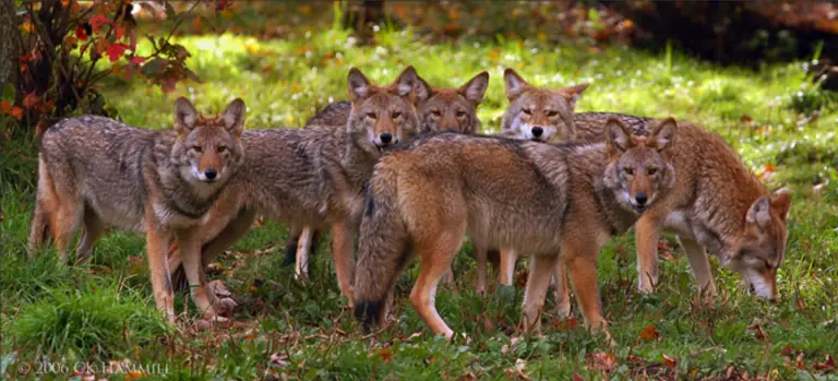 do coyotes travel in packs