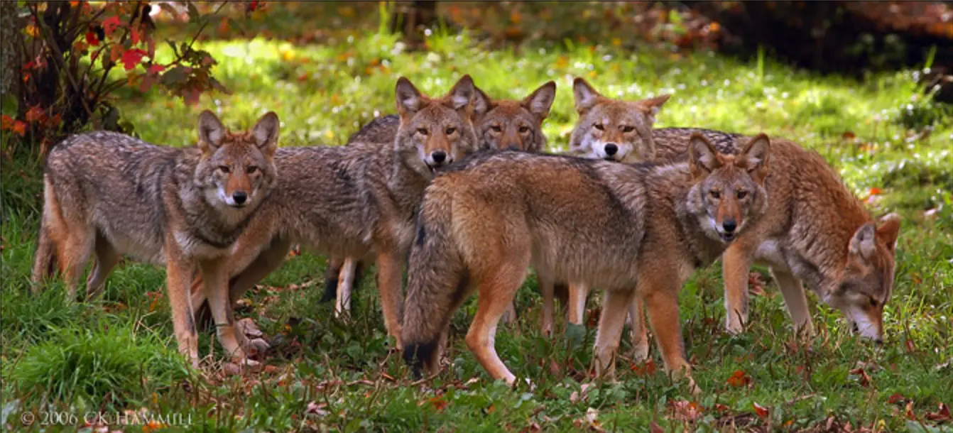 do coyotes travel in packs
