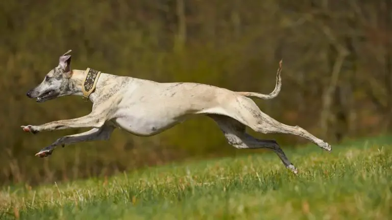 Coyote hunting with greyhounds