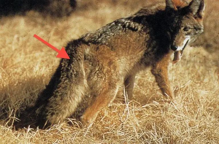 Information About a Coyote Tail
