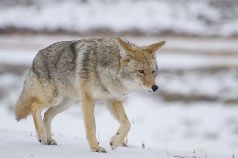 Coyote Hunting