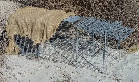 How to Set a Coyote Cage Trap