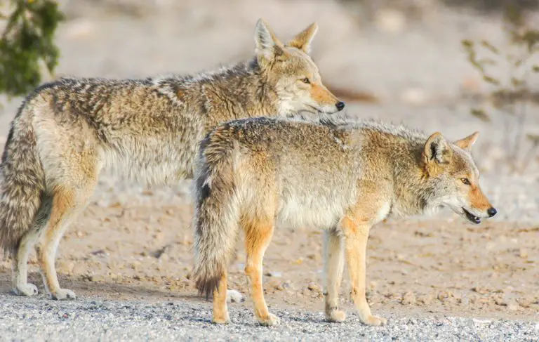 Choosing the right Coyote Bait