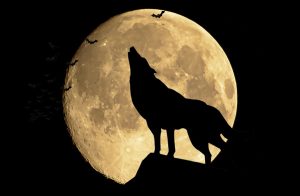 Spotlight for Hunting