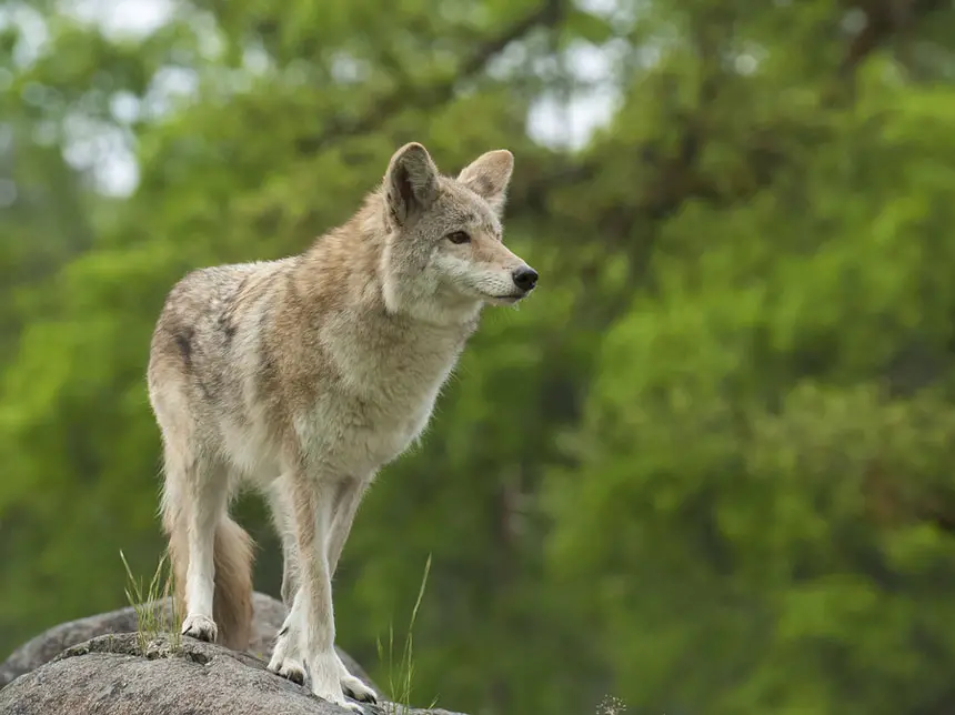 Coyote On Rock Searching For Next Meal With Green Trees In Backg