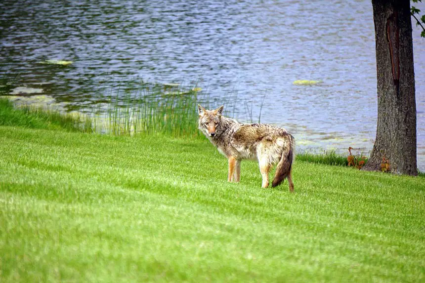 Coyotes in the City