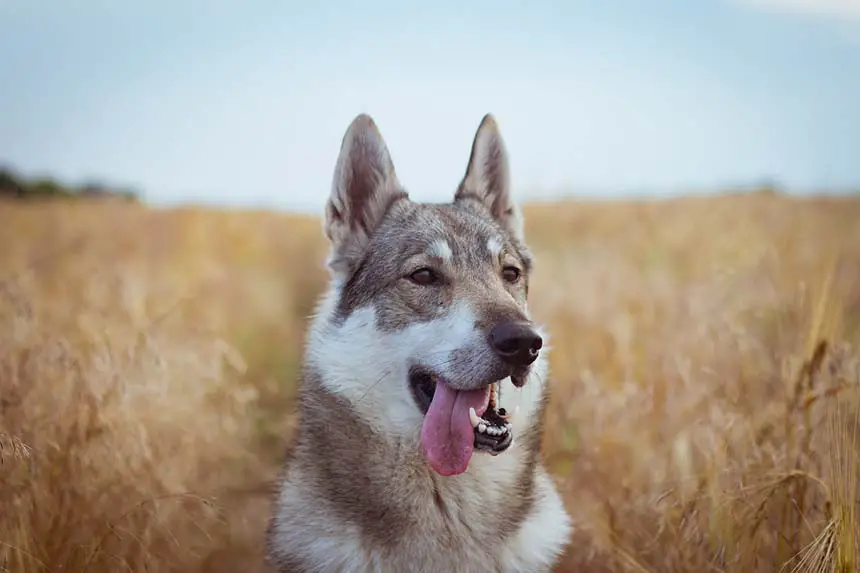 Coyote Hunting Dogs