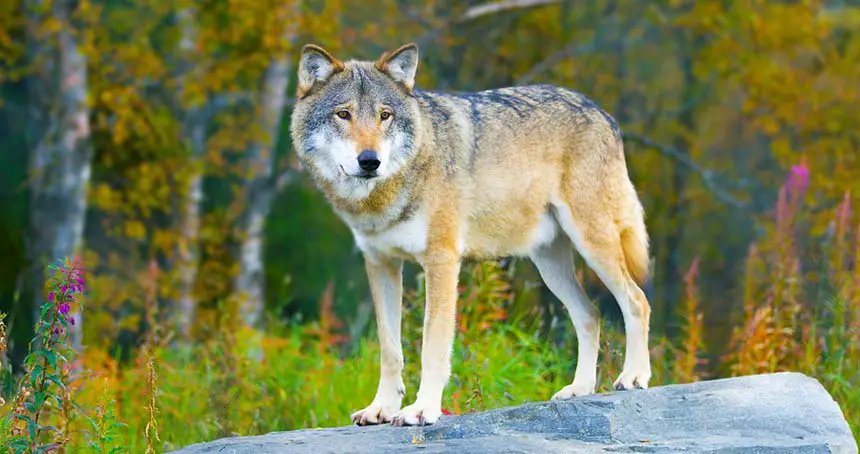 Coyote vs Wolf - How to tell Them Apart