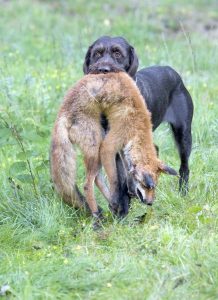 hunting dog