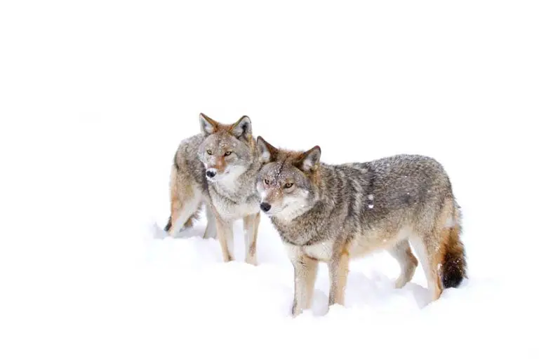 Spotting Coyote in Snow