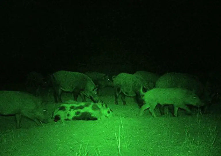 green hunting lights