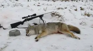 Alaska Hunting Coyote Season