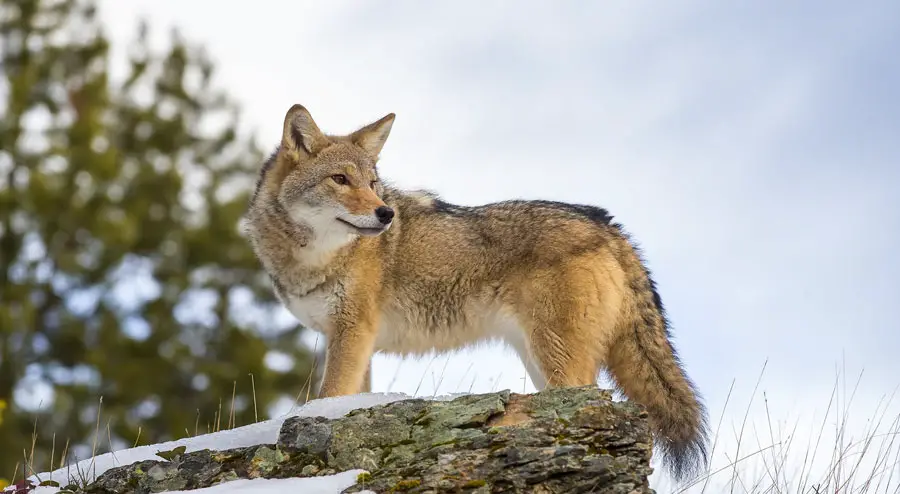 Canis Latrans Overview and Facts