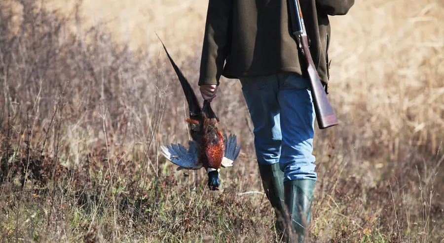 Pheasant Hunting 101