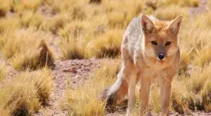 Understanding Coyote Hunting Patterns