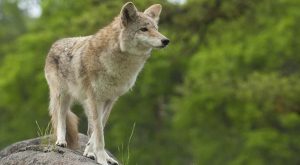 Using a Coyote Radar During a Hunt