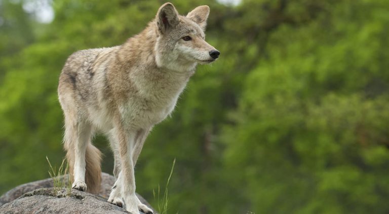 Using a Coyote Radar During a Hunt