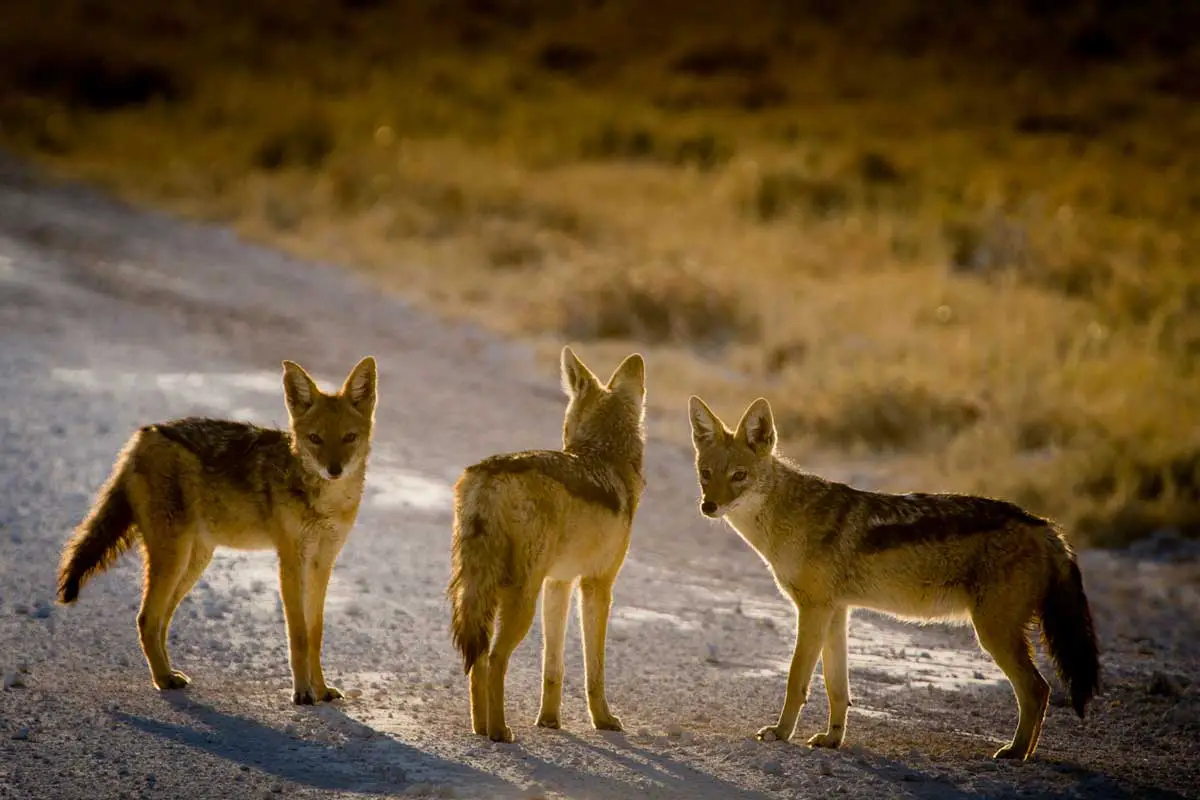 Coyote vs Fox
