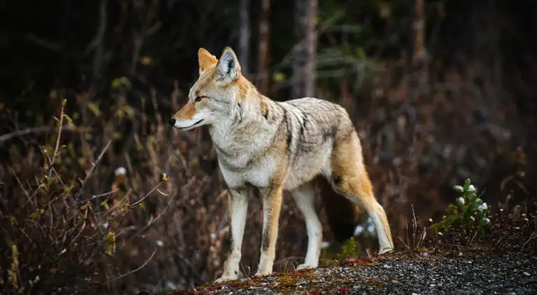 Top 4 Tips on How to Hunt Coyotes at Night