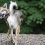 All About the Coyote Dog Mix AKA the Coydog