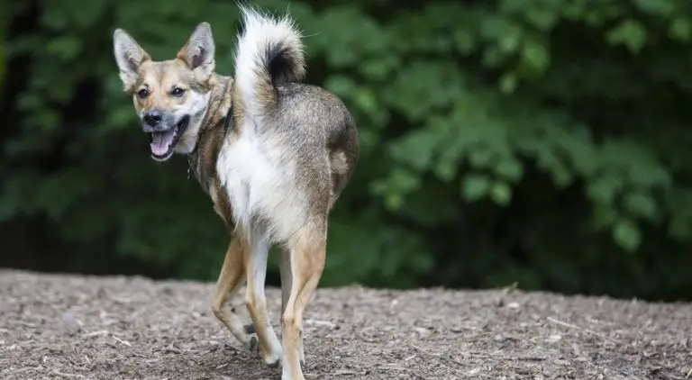 All About the Coyote Dog Mix AKA the Coydog
