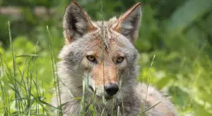 Do Coyotes Attack Pitbulls