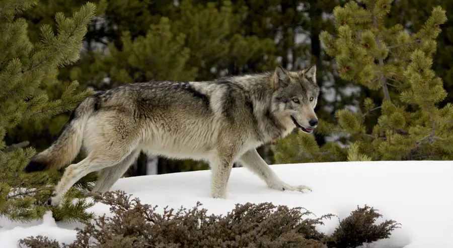 Georgia Coyote Challenge, Need to Know Info