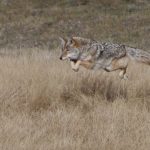 How High a Fence Can Coyotes Jump