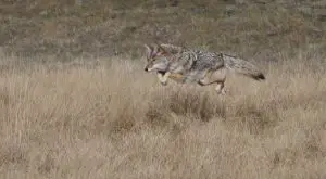 How High a Fence Can Coyotes Jump