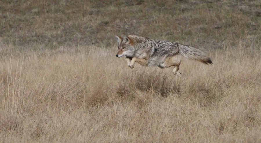 How High a Fence Can Coyotes Jump