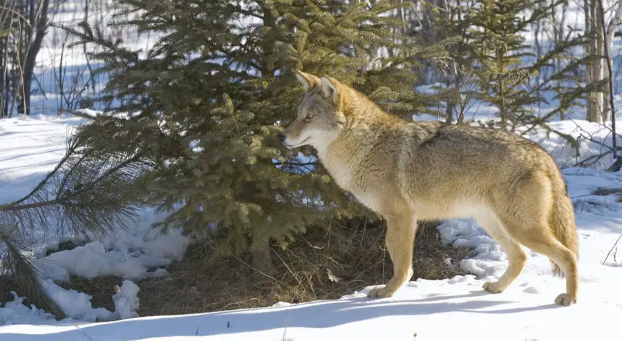 Urban Coyotes in Minnesota