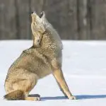 Why do Coyotes Howl and Scream