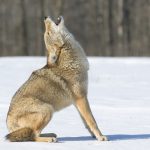 Why do Coyotes Howl and Scream