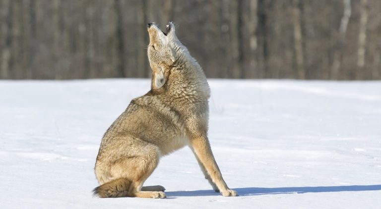 Why do Coyotes Howl and Scream