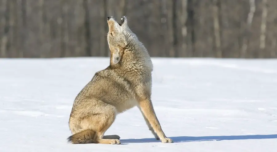 Why do Coyotes Howl and Scream?