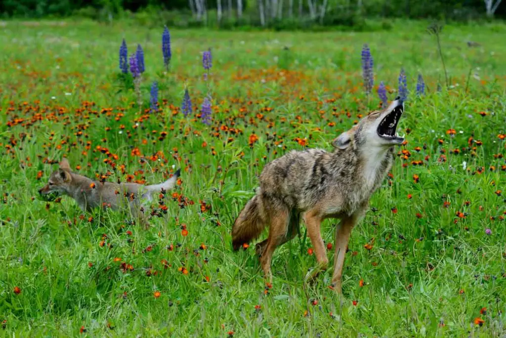 Do Coyotes Attack Humans Archives Foremost Coyote Hunting