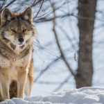 Understanding Coyote Behavior What to Know If You See or Encounter a Coyote