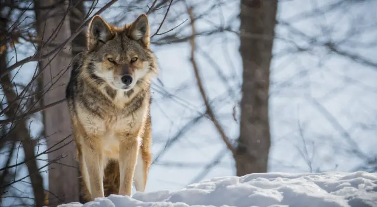 Understanding Coyote Behavior What to Know If You See or Encounter a Coyote