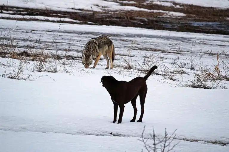 Coyote-Attack-Dog-or-Cat