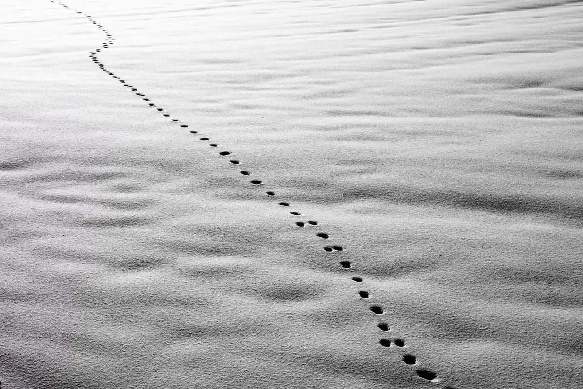 Coyote-&-Dog-Tracks